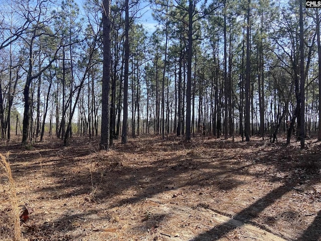 view of local wilderness