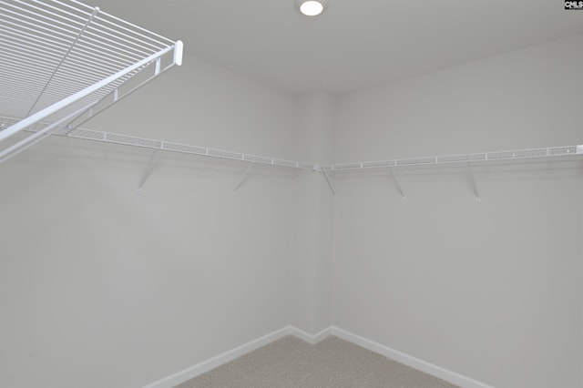 walk in closet featuring carpet flooring