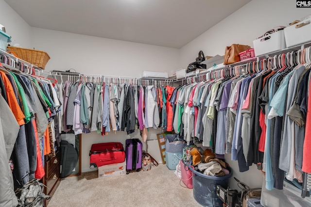 walk in closet with carpet floors