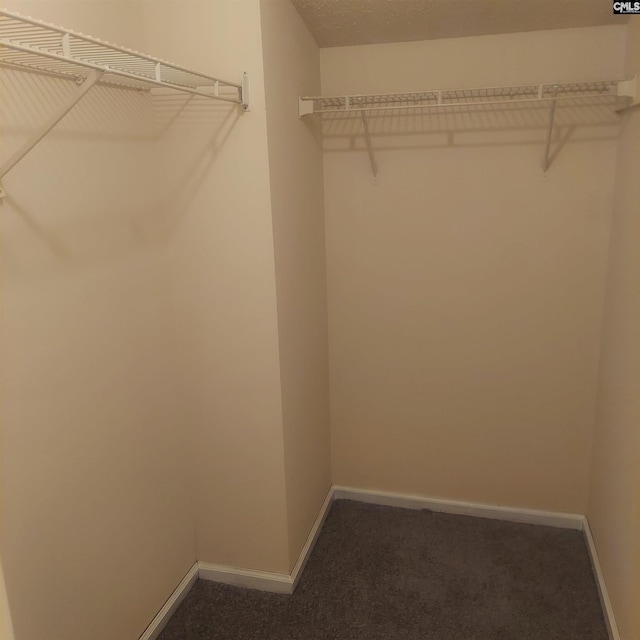 spacious closet featuring carpet floors