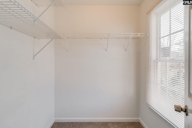 walk in closet featuring carpet flooring