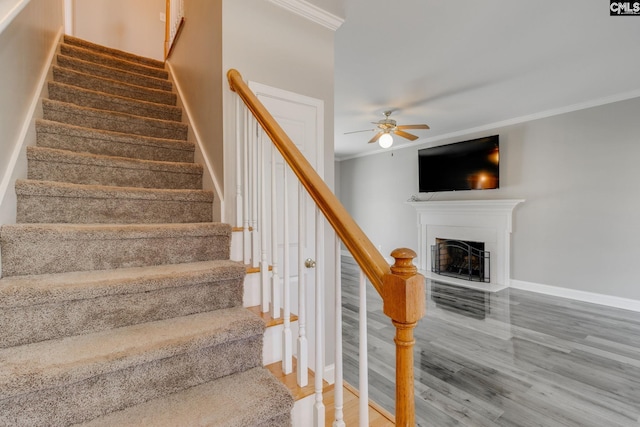 staircase featuring crown molding, ceiling fan, and hardwood / wood-style flooring