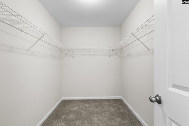 walk in closet with carpet floors