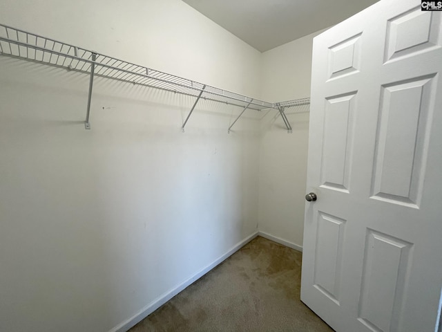 walk in closet featuring carpet floors