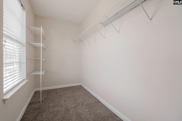 walk in closet featuring carpet