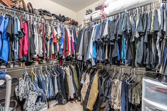 spacious closet featuring carpet floors