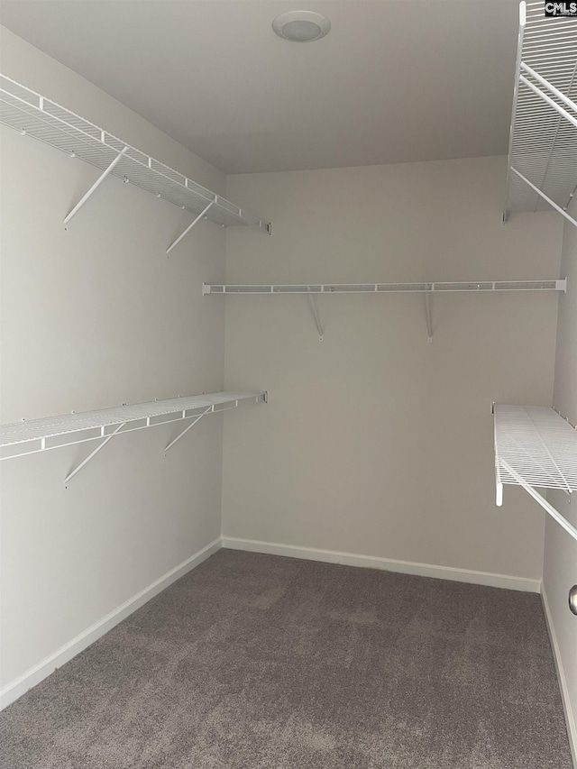 walk in closet featuring carpet floors