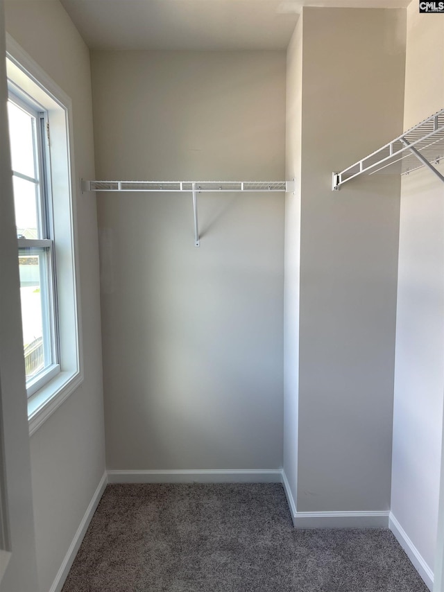 spacious closet with carpet flooring