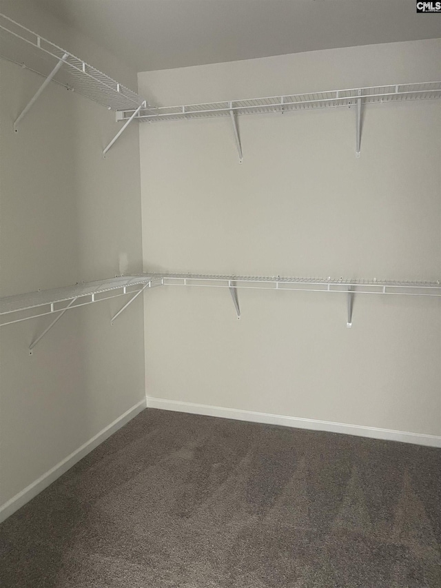 spacious closet with carpet flooring