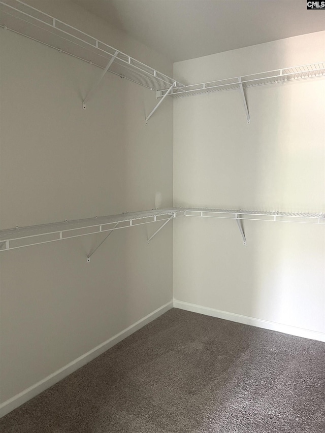 spacious closet with carpet flooring