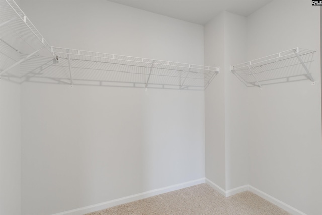 walk in closet with carpet flooring