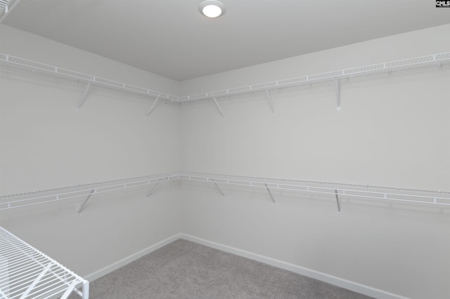 walk in closet with carpet flooring