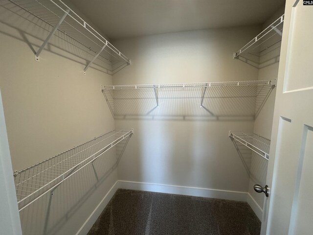 spacious closet featuring carpet floors