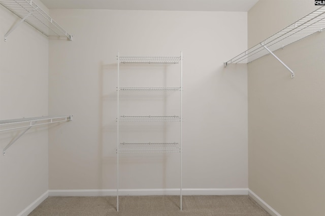 walk in closet featuring carpet floors