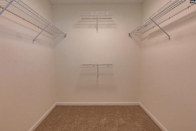 walk in closet featuring carpet flooring