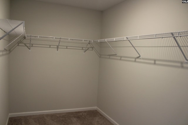 518 Cricket Chirp Ln, Elgin, SC 29045 - walk in closet featuring carpet