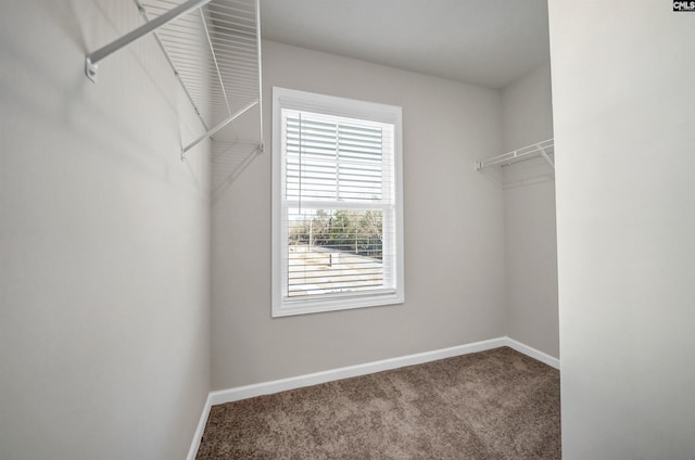 227 Carillo Dr, Columbia, SC 29223 - walk in closet featuring carpet