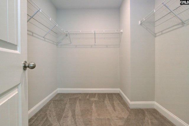 433 Outer Banks Dr, Lexington, SC 29072 - walk in closet with carpet floors