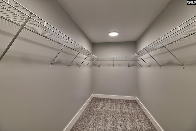 walk in closet featuring carpet floors
