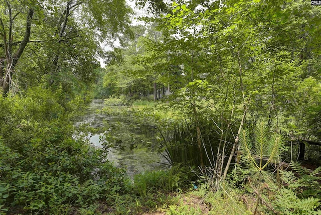 view of woods