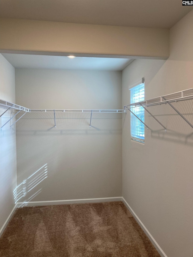 walk in closet with carpet