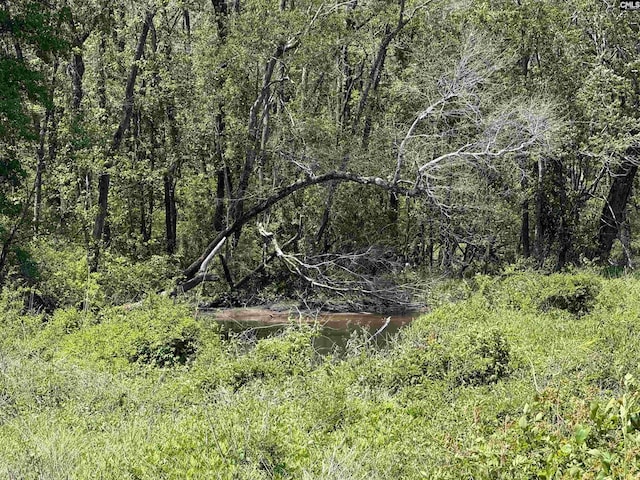 101 Odell Dr, Cayce, SC 29033 - view of tree filled area