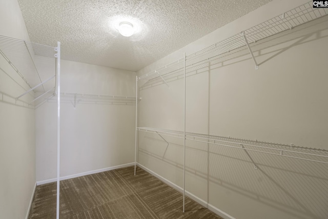 walk in closet with carpet flooring