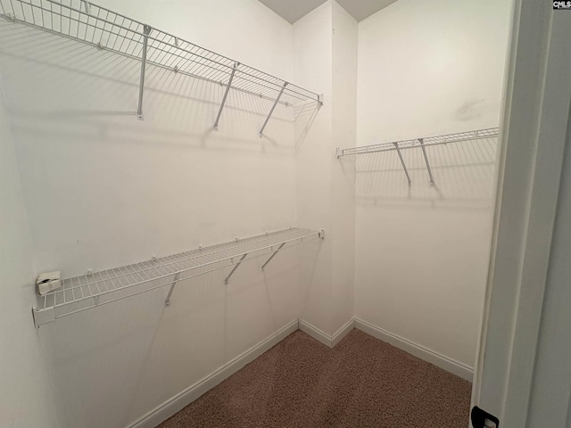 26 Peyton Rd, Columbia, SC 29209 - walk in closet featuring carpet flooring