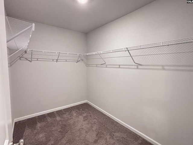 184 Windfall Rd, Blythewood, SC 29016 - walk in closet with carpet flooring