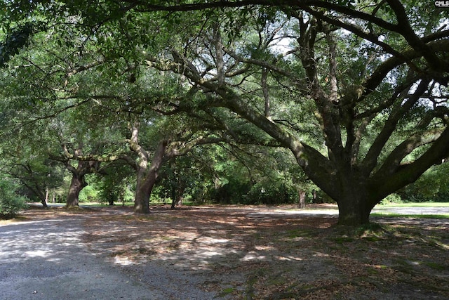 1100 W Carolina Ave, Hartsville, SC 29550 - view of yard