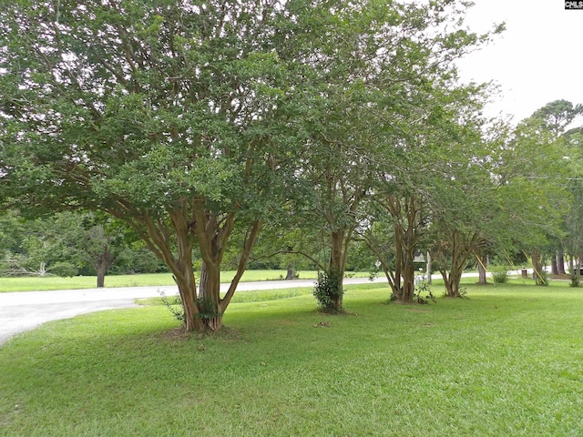 1016 Willis St, Batesburg, SC 29006 - view of green lawn
