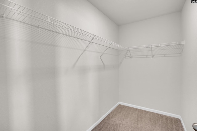 239 Common Reed Dr, Gilbert, SC 29054 - spacious closet with carpet floors