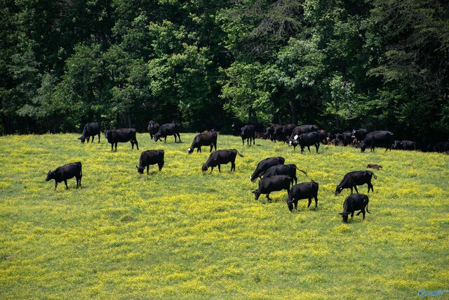 120.5ACRES County Road 974, Logan, AL 35098