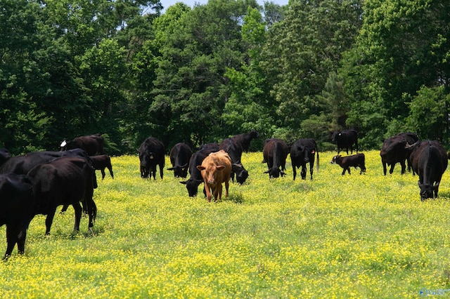 120.5ACRES County Road 974, Logan, AL 35098