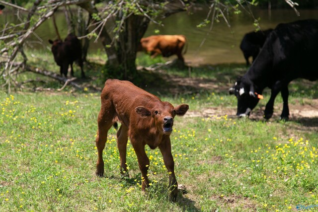 120.5ACRES County Road 974, Logan, AL 35098