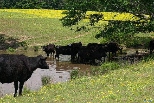 120.5ACRES County Road 974, Logan, AL 35098