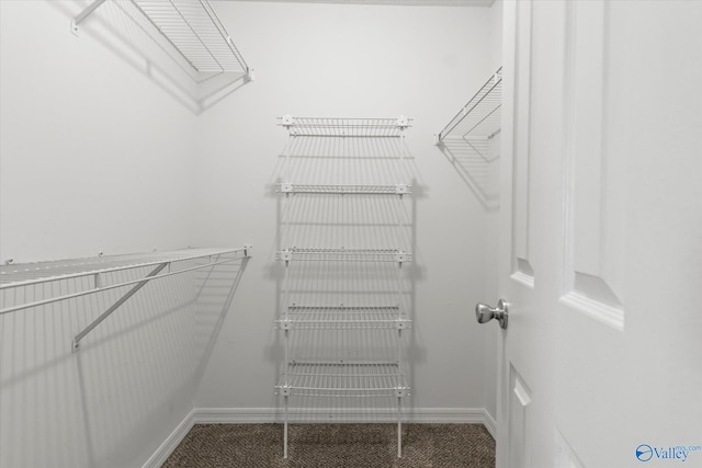 walk in closet featuring carpet flooring