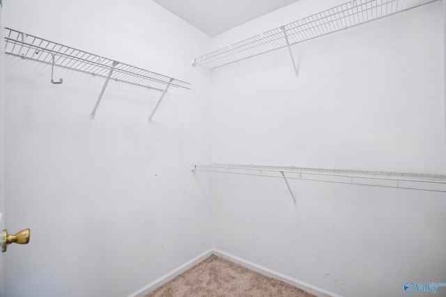 walk in closet with light colored carpet