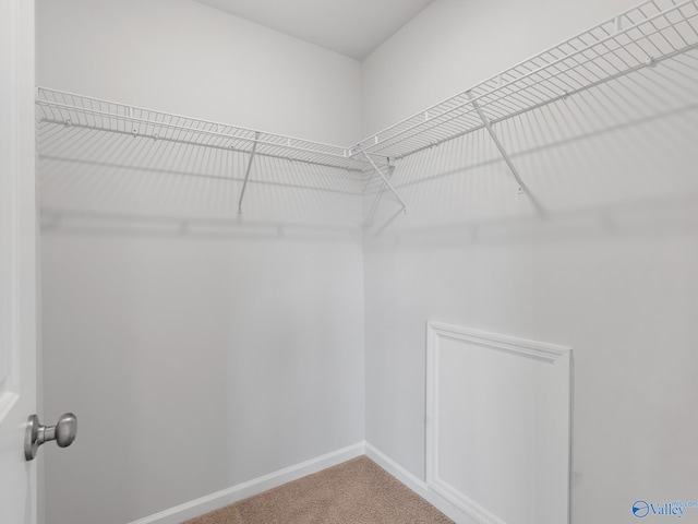 walk in closet with carpet floors