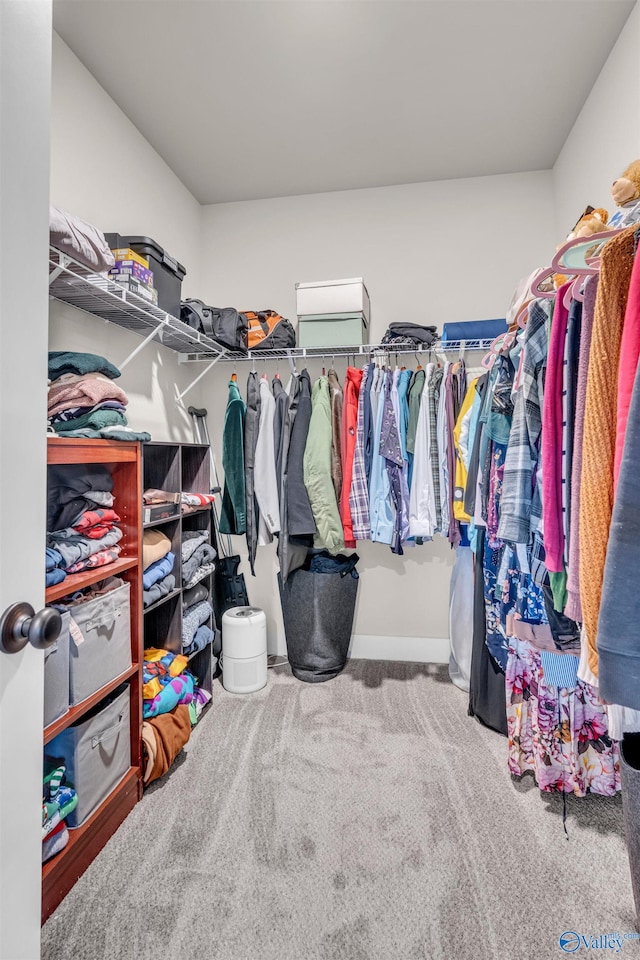 spacious closet featuring carpet flooring