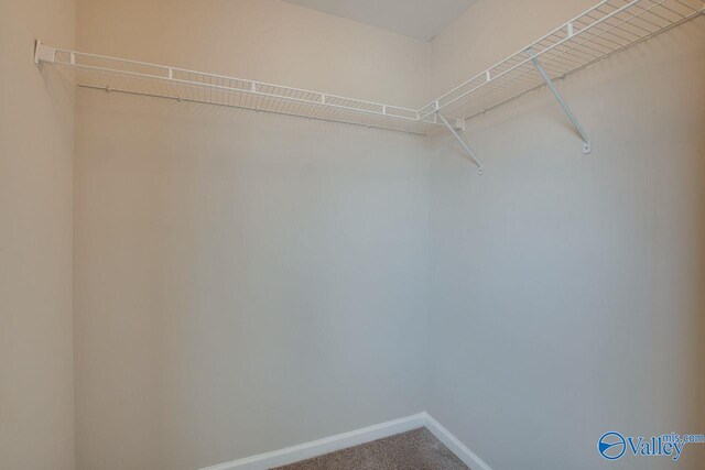 walk in closet with carpet floors