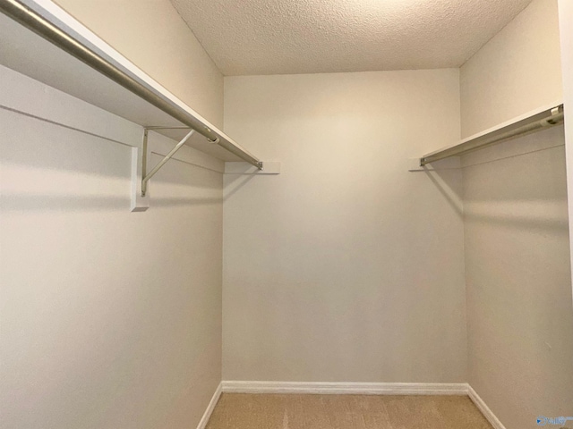 spacious closet featuring carpet