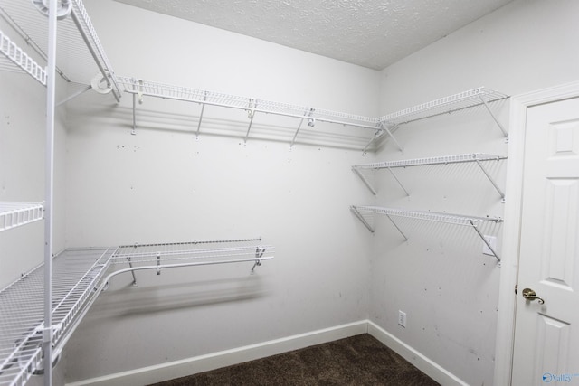 walk in closet featuring carpet floors