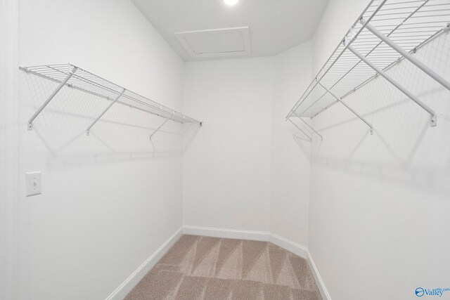 walk in closet with attic access and carpet