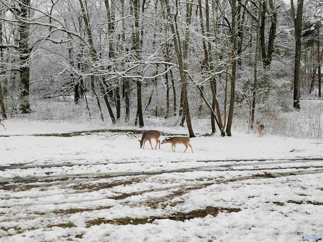 view of yard covered in snow