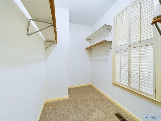 walk in closet with carpet floors