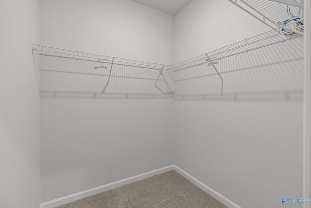 walk in closet featuring carpet floors