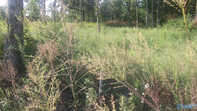 5331 County Road 9, Geraldine, AL 35974