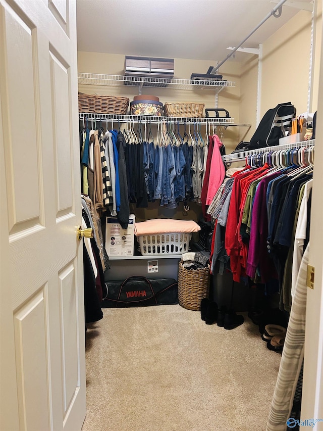 walk in closet with carpet flooring