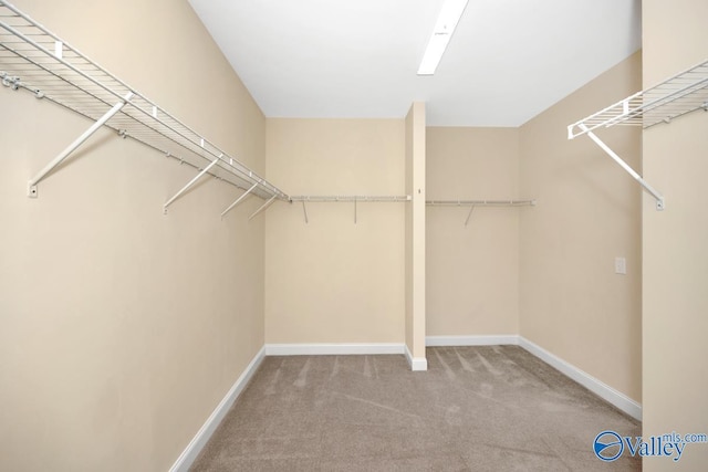 spacious closet featuring carpet